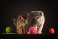 well-groomed two kittens of the Abyssinian breed playing with balls of yarn on a dark background Royalty Free Stock Photo