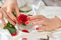 Well-groomed womans hands with rose. Royalty Free Stock Photo