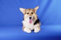 A well-groomed young Corgi dog on a blue chromakey background