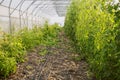 Well growing tomatoes in greenhouse. Red ripe tomatoes fruits grow in garden. Natural tomatoes and green leaves on plant