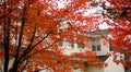 Well grown red foliage of sugar maples covering house in Redmond