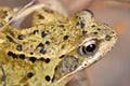 Well Hello There! Common Frog UK Royalty Free Stock Photo