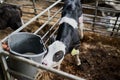 Well hello there little one. Shot of a young dairy cow calf gently walking around in a livestock pen while eating grass Royalty Free Stock Photo