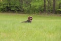 Well hidden Bohemian wire - Cesky fousek. He is resting in the pleasant and soft grass of his master. Fun cuckoo. Humorous animal