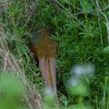 A well hidden Male pheasant Phasianus colchicus