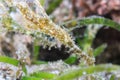 Well hidden pair of Robust Ghost Pipefish Royalty Free Stock Photo