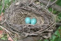 Well Hidden Robins Nest