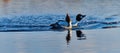 Well howdy doo A pair of barrows goldeneye ducks out on the pond