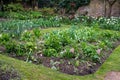 Well kept, neat and tidy cottage garden with lawn and mature, well stocked flower beds. Photographed in mid April.