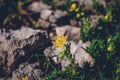 Well-known alpine and alpine plant in the Austrian lands - Saxifraga aizoides. Yellow yellow mountain saxifrage ideal for Royalty Free Stock Photo