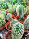 Well known species of cactus, endemic to east-central Mexico widely cultivated as an ornamental plant. Royalty Free Stock Photo