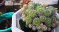 a well-known type of cactus, widely cultivated as an ornamental plant Royalty Free Stock Photo