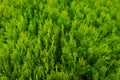 A well landscaped hedge of bushes boxwood