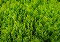 A well landscaped hedge of bushes boxwood