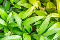 Well lit shrubbery with warm yellow sunlight casting onto the leaves in the late evening. This fresh young greenery is lush and fu