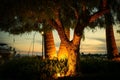 Well-lit tree in front of a line of trees and numerous boats in a tranquil setting Royalty Free Stock Photo