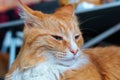 Well maintained clean fluffy cat, ginger house cat Royalty Free Stock Photo