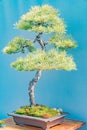A well-maintained pine bonsai tree in a rectangular pot, showcased against a minimalistic background with soft lighting Royalty Free Stock Photo
