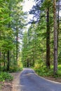 Dirt road wanders through the lofty pine forest Royalty Free Stock Photo