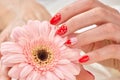 Well manicured female hand and gerbera.