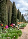 Well manicured yew hedge with colourful tulips in the garden at Ham House, Richmon upon Thames, London UK