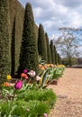 Well manicured yew hedge with colourful tulips in the garden at Ham House, Richmond upon Thames, London UK