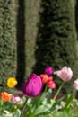 Well manicured yew hedge with colourful tulips in the garden at Ham House, Richmond upon Thames, London UK