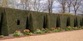 Well manicured yew hedge with colourful tulips in the garden at Ham House, Richmond upon Thames, London UK