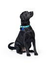 Well Mannered Black Lab Crossbreed Dog Royalty Free Stock Photo