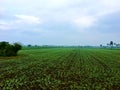 Well organised paddy field perspective view