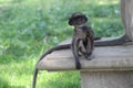 The well possing style of baby monkey Royalty Free Stock Photo