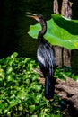 A Well Posed Anhinga Hunting for Fish Royalty Free Stock Photo