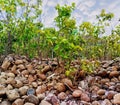 Well proportionate image of stones, plants, sky.