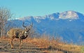 A Well Racked Buck in Front of Pikes Peak Royalty Free Stock Photo