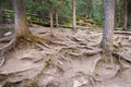 A network of tree roots. Royalty Free Stock Photo