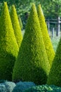 Well shaped green conical thuja coniferous trees in garden