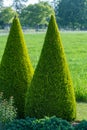 Well shaped green conical thuja coniferous trees in garden