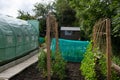 Well tended allotment in Yorkshire growing peas and beans and cabbages