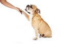 Well Trained Bulldog Shaking Hands Royalty Free Stock Photo