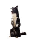 Well trained cute border collie dog Royalty Free Stock Photo