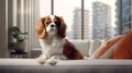 A well-trained dog sits gracefully Royalty Free Stock Photo