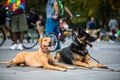 Well-trained dogs Obeying their Trainer that Requested not to Mo