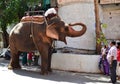 Well trained elephant amusing people in the streets of Ujjain India