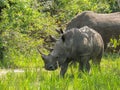 Rhinos at Ziwa Rhino and Wildlife Ranch, Uganda