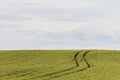 Well-trodden path through the cornfield