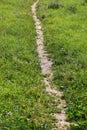 Well-trodden path in the green grass