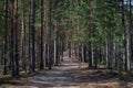 Well-trodden path in a summer pine forest Royalty Free Stock Photo