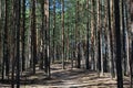 Well-trodden path in a summer pine forest Royalty Free Stock Photo