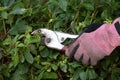 Well Worn Garden Glove and Pruner Clipping Hedge