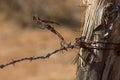 Old wooden fence post, barbed wire Royalty Free Stock Photo